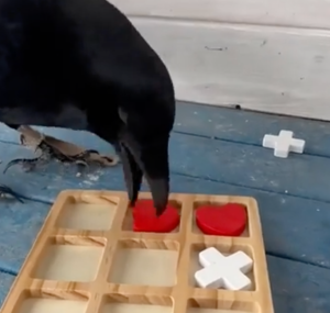 A crow playing tic-tac-toe.
