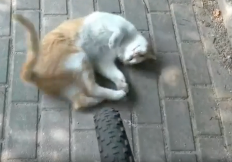 TRENDING NOW: Cat's obvious scam attempt caught on camera | iNFOnews.ca