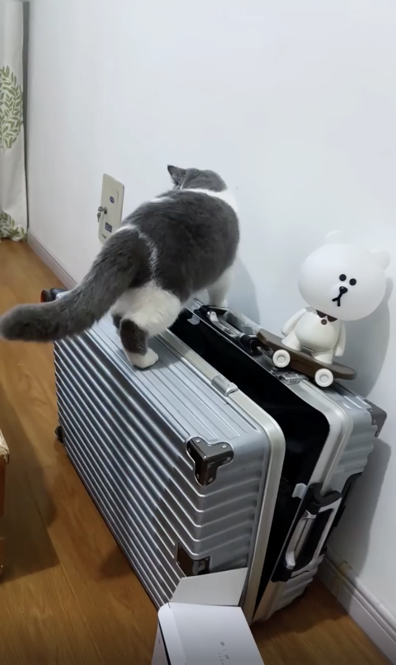 TRENDING NOW: Game over for these cats | iNFOnews.ca TRENDING NOW: Game over for these cats | iNFOnews.ca