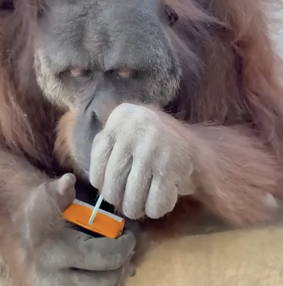 TRENDING NOW: An orange-utan juice box | iNFOnews.ca