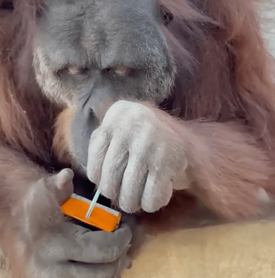 TRENDING NOW: An orange-utan juice box | iNFOnews.ca