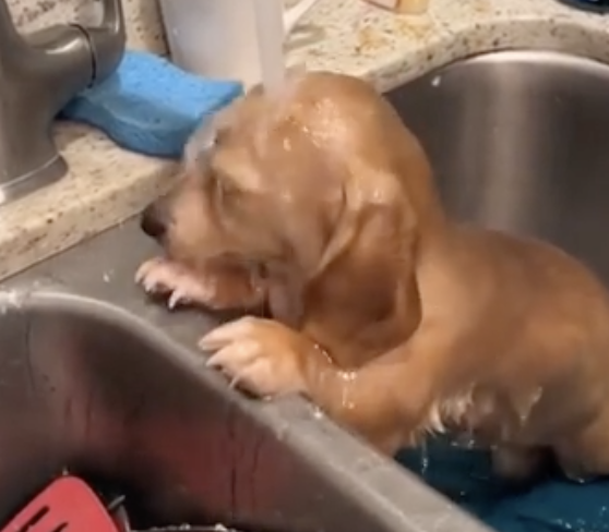 TRENDING NOW: Some dogs love a good bath | iNFOnews.ca