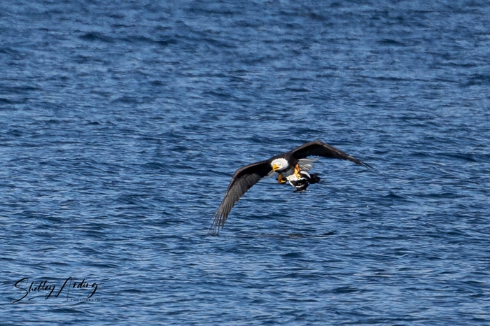 iN PHOTOS: Hungry predators on the hunt in Okanagan, Kamloops | iNFOnews.ca