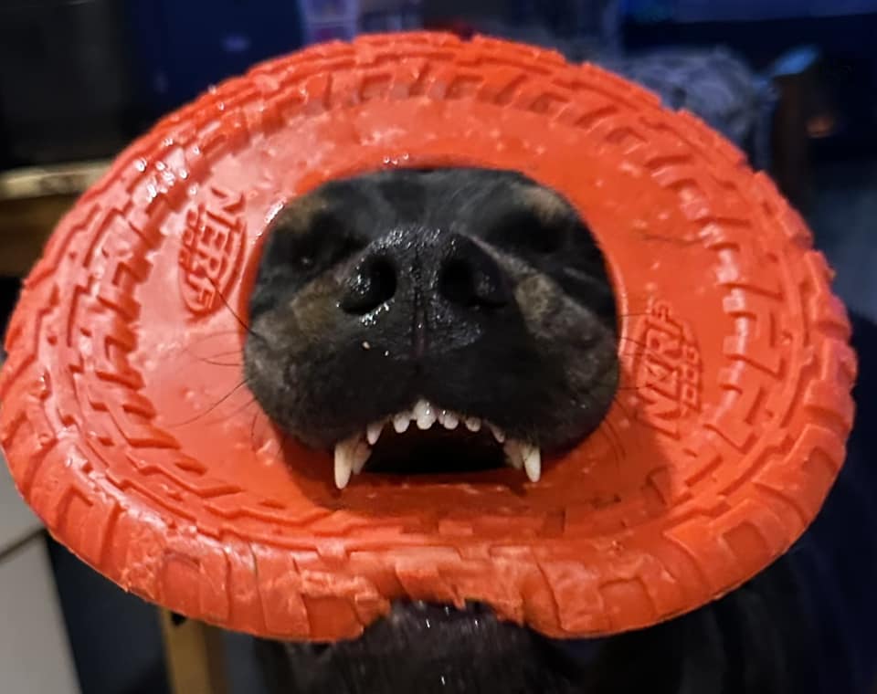 iN PHOTOS: Goof ball dogs brighten up your day in Kamloops, Okanagan | iNFOnews.ca iN PHOTOS: Goof ball dogs brighten up your day in Kamloops, Okanagan | iNFOnews.ca