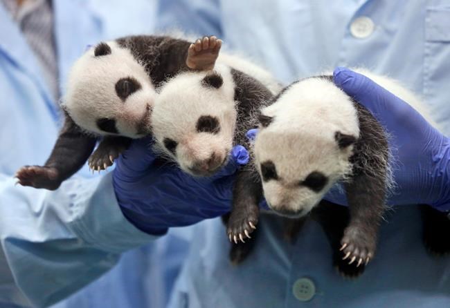 China plans panda preserve 3 times size of Yellowstone park | iNFOnews.ca