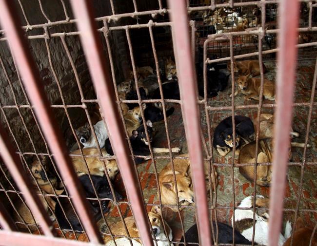 Vietnam's capital urges residents to stop eating dog meat | iNFOnews.ca