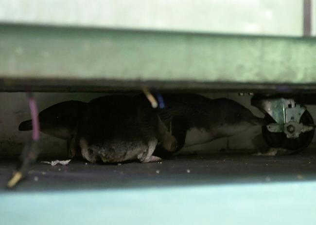 Nesting penguins can't resist lure of New Zealand sushi shop | iNFOnews.ca Nesting penguins can't resist lure of New Zealand sushi shop | iNFOnews.ca
