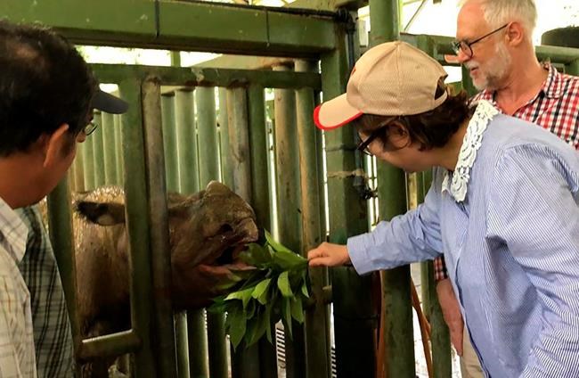 Sumatran rhino is extinct in Malaysia as lone survivor dies | iNFOnews.ca