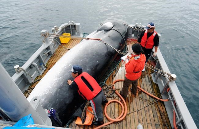 Japan to resume commercial whaling, but not in Antarctic | iNFOnews.ca