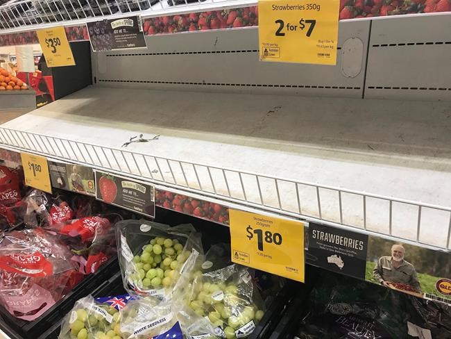 Needle-in-strawberry scare spreads across Australia | iNFOnews.ca Needle-in-strawberry scare spreads across Australia | iNFOnews.ca