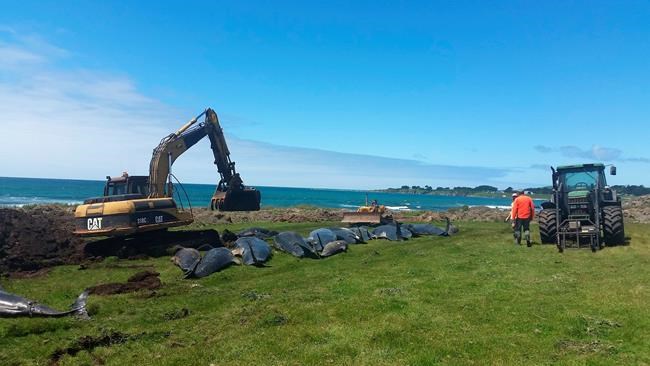 51 pilot whales die in another mass stranding in New Zealand | iNFOnews.ca 51 pilot whales die in another mass stranding in New Zealand | iNFOnews.ca