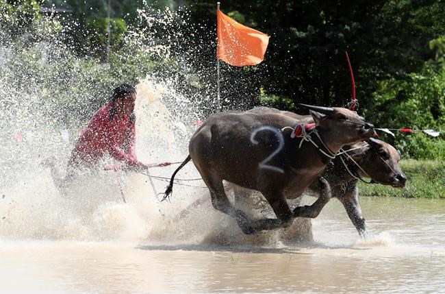 Thai farmers race their buffaloes in show of gratitude | iNFOnews.ca