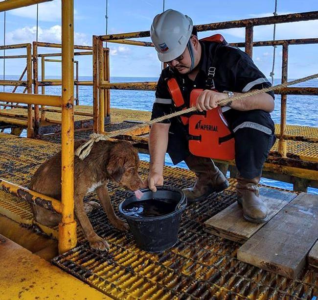 Thai oil rig workers rescue dog swimming 135 miles offshore | iNFOnews.ca