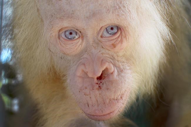Albino orangutan named 'Alba' after worldwide appeal | iNFOnews.ca
