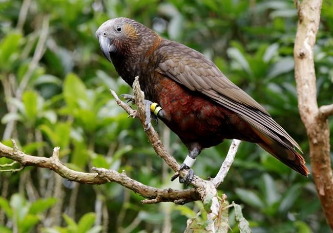 New Zealand's ambitious plan to save birds: Kill every rat | iNFOnews.ca New Zealand's ambitious plan to save birds: Kill every rat | iNFOnews.ca