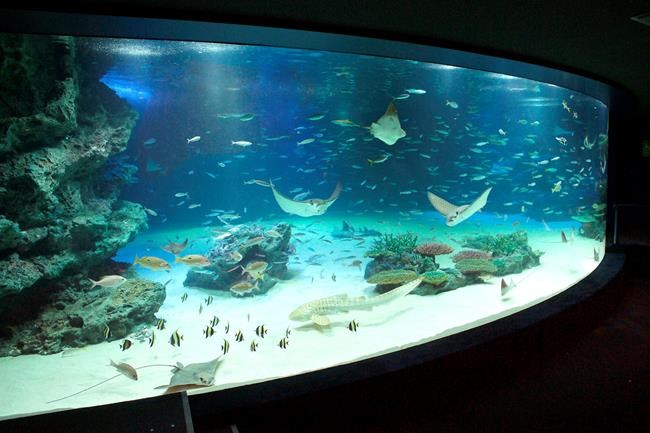 Hundreds of fish die at Tokyo aquarium due to lack of oxygen | iNFOnews.ca Hundreds of fish die at Tokyo aquarium due to lack of oxygen | iNFOnews.ca