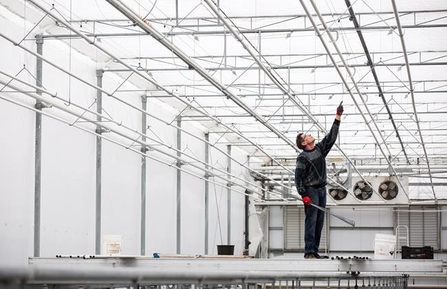 Greenhouse growers uproot other crops for a stake in lucrative cannabis market | iNFOnews.ca Greenhouse growers uproot other crops for a stake in lucrative cannabis market | iNFOnews.ca