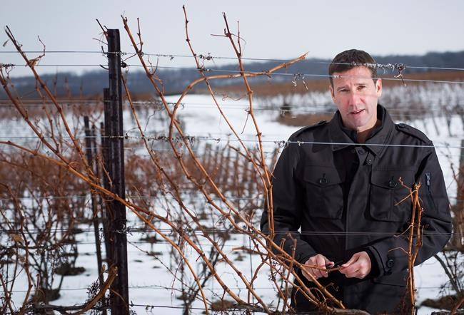 Winning at wining despite the weather: new tech on trial at Ontario vineyard | iNFOnews.ca Winning at wining despite the weather: new tech on trial at Ontario vineyard | iNFOnews.ca