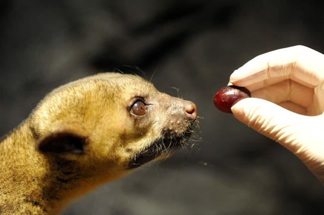 Florida man opens front door; kinkajou runs in, bites him | iNFOnews.ca