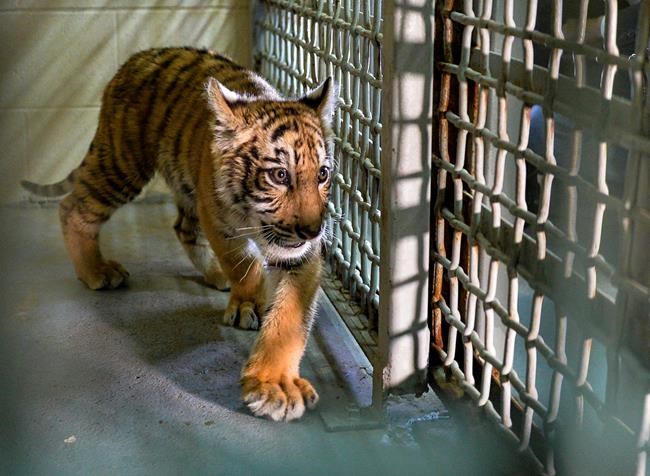 Smugglers abandon tiger cub in bag along Texas border | iNFOnews.ca