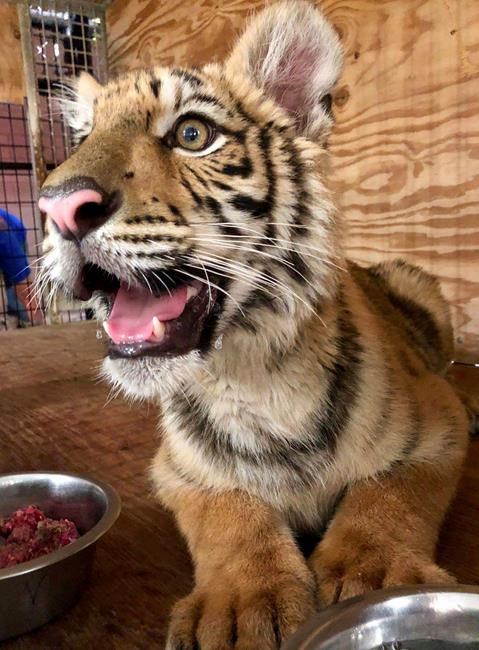 Tiger cub abandoned at Texas border gets new, permanent home | iNFOnews.ca Tiger cub abandoned at Texas border gets new, permanent home | iNFOnews.ca
