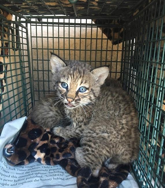 Rescuers bitten after mistaking bobcats for domestic kittens | iNFOnews.ca