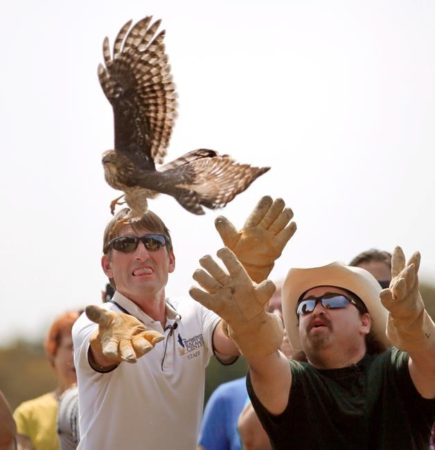 Injured hawk 'Harvey' that gained online popularity released | iNFOnews.ca