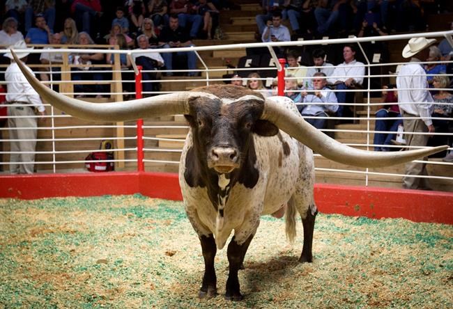 Oklahoma longhorn bull with record horn span sold in Texas | iNFOnews.ca