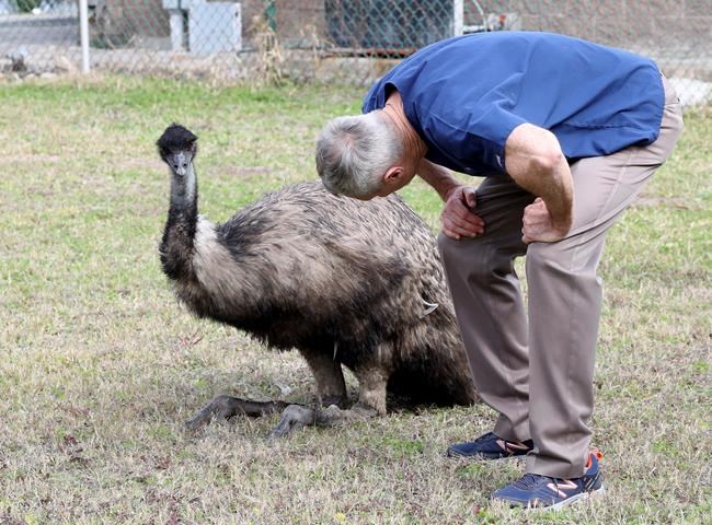 Police capture pair of runaway emus in coastal Texas | iNFOnews.ca