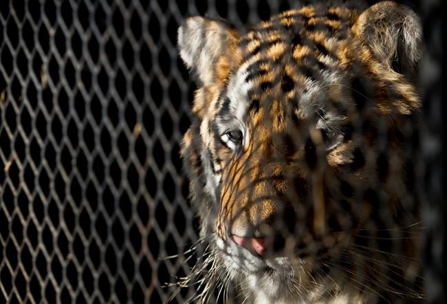 Judge: Animal shelter to keep tiger seized from Houston home | iNFOnews.ca