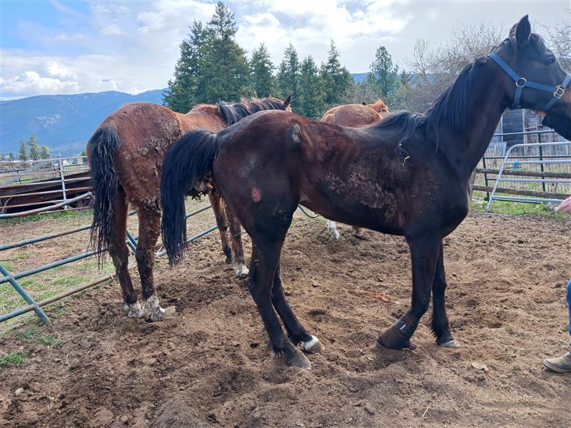 Three scrawny horses, one with a visible sore on its leg.