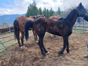 Three scrawny horses, one with a visible sore on its leg.