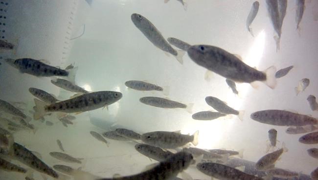 Rainbow trout's days are numbered on select forest streams | iNFOnews.ca CP1007833249