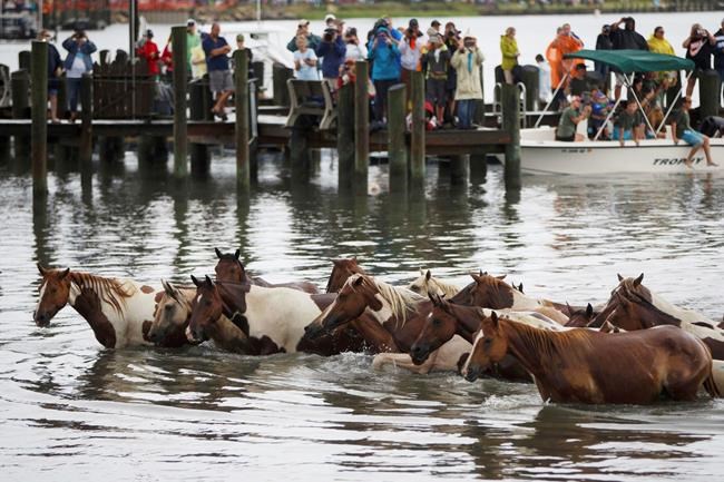 Wild ponies corralled after visitors ignore warnings | iNFOnews.ca CP294107451