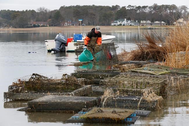 Wealthy homeowners take on oystermen in war for the coast | iNFOnews.ca