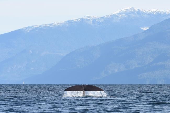 Researchers make rare sighting of sperm whale near Alert Bay, B.C. | iNFOnews.ca