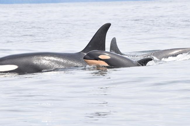 Endangered southern resident killer whales spotted with baby off B.C. coast | iNFOnews.ca