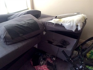 Police credit dog for finding Alberta man hiding inside couch in Vancouver home | iNFOnews.ca CP31568060