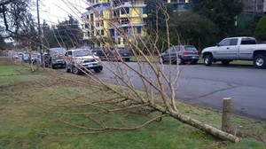 Vancouver neighbourhood shocked by 17 maples illegally chopped in midnight hours | iNFOnews.ca CP31583586