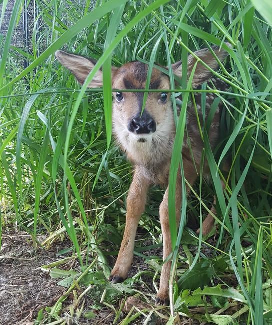 'It was in good shape:' Alberta farmer performs highway C-section on dying doe | iNFOnews.ca 'It was in good shape:' Alberta farmer performs highway C-section on dying doe | iNFOnews.ca