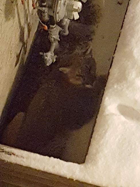 Cougar sedated and captured outside Kelowna, B.C., apartment | iNFOnews.ca