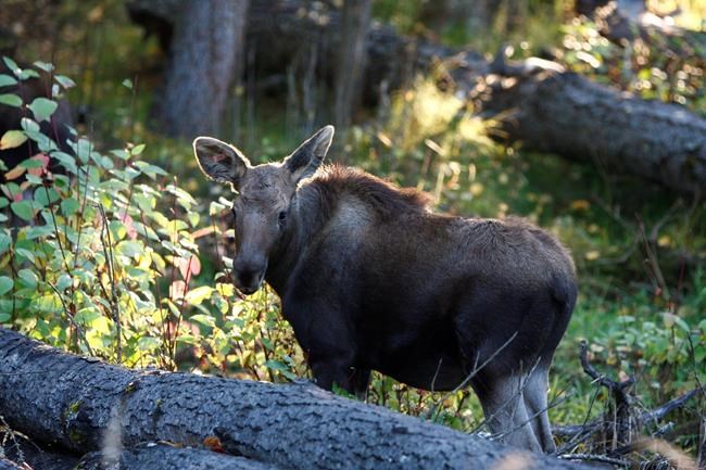 Moose calves rescued in northern B.C. are 'golden nuggets:' researcher | iNFOnews.ca Moose calves rescued in northern B.C. are 'golden nuggets:' researcher | iNFOnews.ca