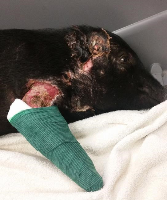 Pot-bellied pig with 'heart of a lion' survives mauling, on the road to recovery | iNFOnews.ca