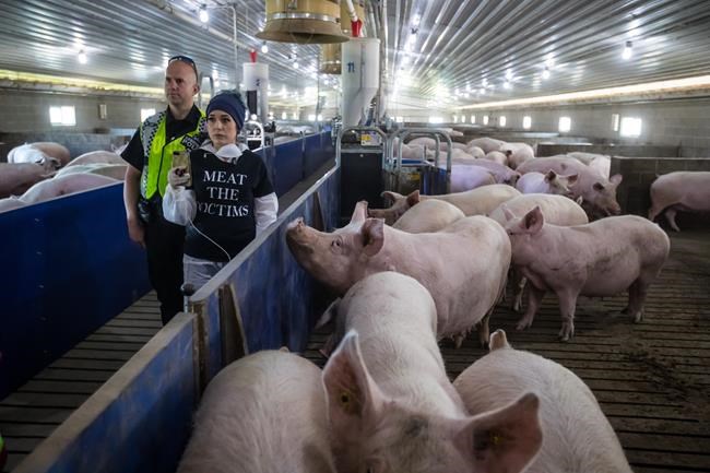 One person arrested at protest at B.C. hog farm at centre of PETA video | iNFOnews.ca CP624725685