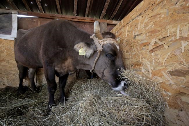 Her life saved, Bulgarian cow Penka waits to rejoin herd | iNFOnews.ca CP1982565778