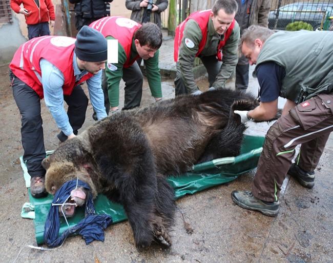 Activists save 2 brown bears from poor conditions in Poland | iNFOnews.ca CP1108928152