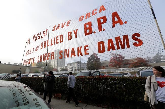 Breaching dams to save Northwest orcas is contentious issue | iNFOnews.ca CP615859818