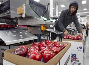 China agrees to accept imports of all US apple varieties for the first time since 2011 | iNFOnews.ca CP31638916