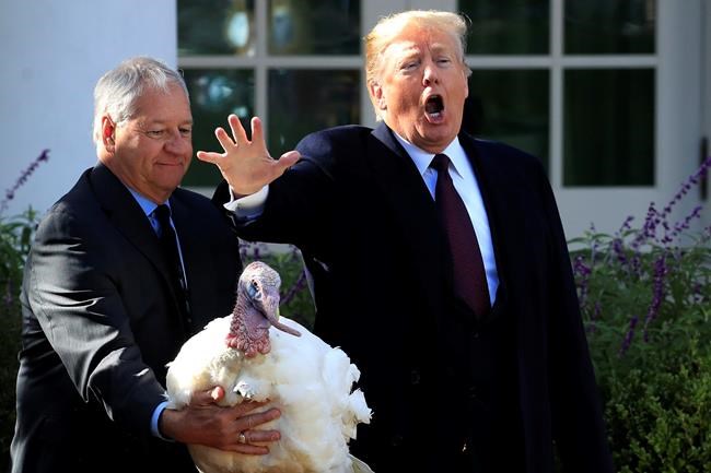 Trump grants poultry pardons to turkeys Peas and Carrots | iNFOnews.ca CP1959638663