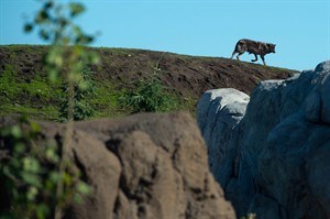 CP29091709